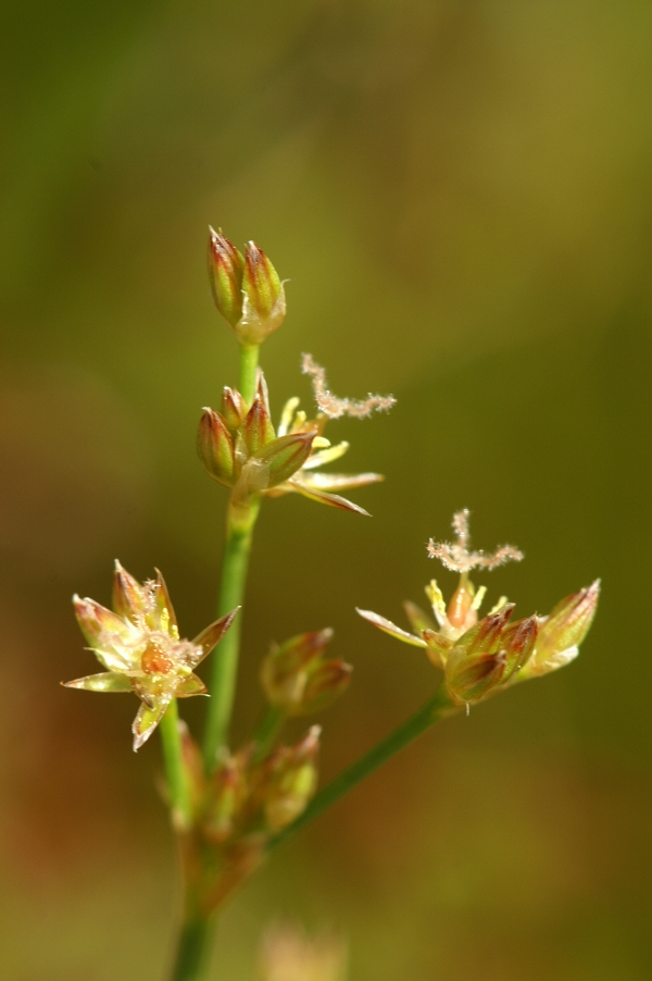 Juncus holoschoenus